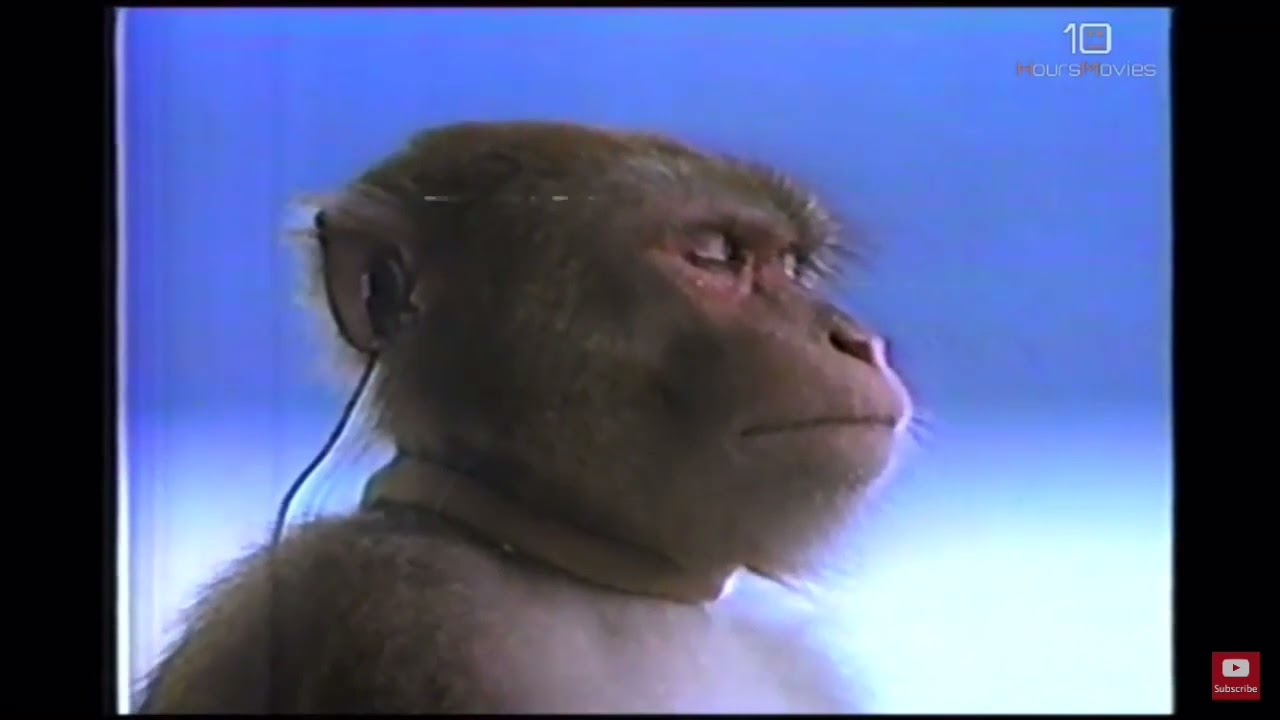 Monkey listening to music video but different song