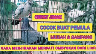 CARA MENJINAKAN MERPATI LIAR DARI OMBYOKAN