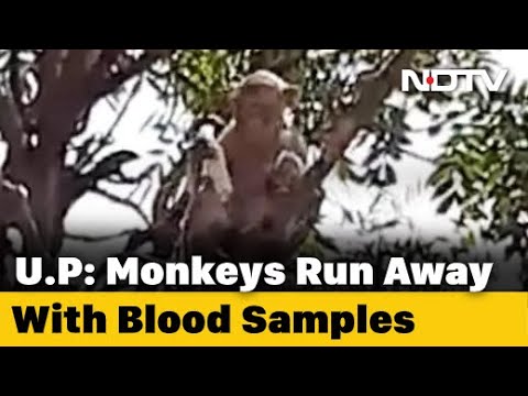Video: Monkeys In India Stole Blood Samples Contaminated With COVID-19 - Alternative View