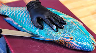 GIANT PARROTFISH Vietnam Street Food