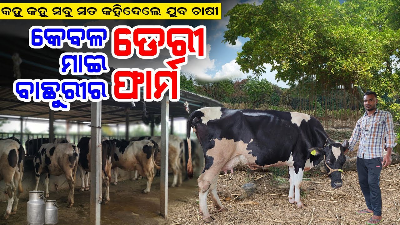 କେବଳ ମାଇଁ ବାଛୁରୀର ଡେରୀ ଫାର୍ମ || Dairy farm in Western Odisha || Dairy farm in Bargarh.