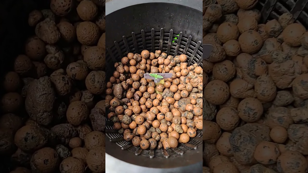 ripper seeds break pad breath transplant to dwc 