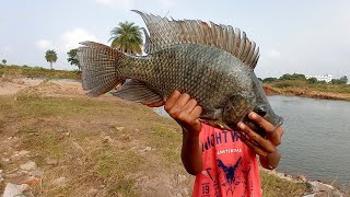 Young Boys Catching Big Green Tilapia Fishes in Lake | Best Fishing Video in Lake Fishing Technique
