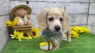 ミニチュアダックスフンド - 大阪・兵庫のペットショップ｜犬猫