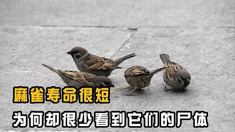 麻雀寿命很短，为何却很少看到它们的尸体？ - 天天要闻
