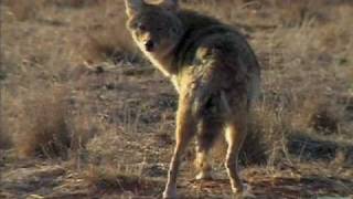 Coyotes of Texas