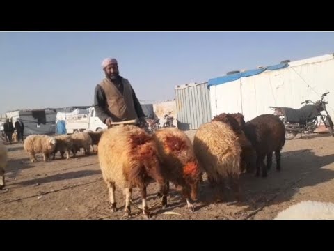 سوق الحدادية اليوم 2025 10 29 ربج الدلال أبو عطا الله وأبو يامن وحركة السوق الفطيمة والخاروف واللحم  سوق الحدادية اليوم 2025 10 29 ربج الدلال أبو عطا الله وأبو يامن وحركة السوق الفطيمة والخاروف واللحم