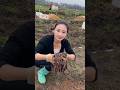 Why are the Chinese leaving earthworms in the fields?