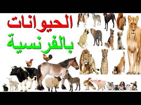 les animaux en français الحيوانات بالفرنسية