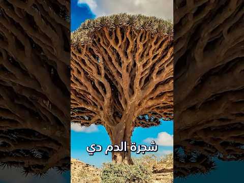 المداح اسطوره العهد اكسبلور المداح معلومات رعب