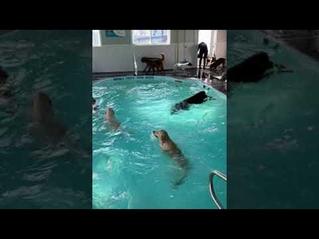 Pool Time at Doggy Daycare || ViralHog class=