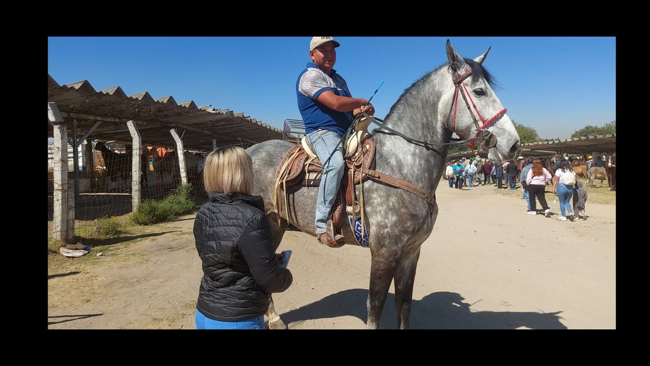 PLAZA GANADERA LAS TABLAS,CABALLOS Y YEGUAS DE HASTA 1.73 A LA CRUZ,INCREIBLES ANIMALES.