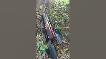 berburu tekukur di spot yang melimpah