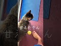 朝からめっちゃ甘えてくる😆男の子🐈‍⬛🐈生後11ヶ月 #保護猫 #里親 #猫のいる暮らし #今日のにゃんこ