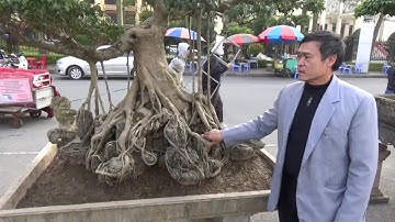 SH.821.Cực sốc cây Sanh cổ 1 tỷ 700 triệu tại triển lãm Thành phố Hưng Yên.