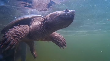 Beneath the Surface: Lake Temagami (Huge Snapping Turtle!!)