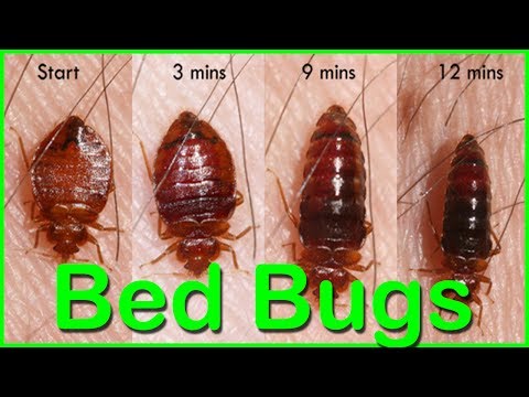 Video: Chalk From Bedbugs 