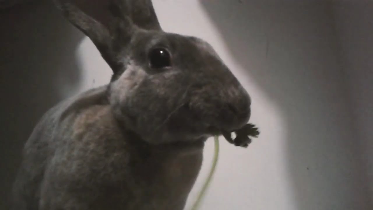 Rabbit eats Cilantro | Part 2 - YouTube