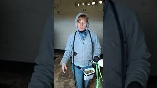 Teaching a horse to self halter with positive reinforcement / clicker training