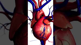 हार्ट कैसे धड़कता है? Human Heart 3D Animation: Watch Blood Pumping in Real Time!