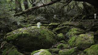 ASMR「木霊の住む森」雨の降る苔のむす森の中 /ジブリ風の世界/ 屋久島【作業用BGM / ぐっすり眠れるBGM】