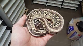 Python Regius - 1.0 Black Head Het Red Axanthic Pastel (#18-BHHRAPas-M1)