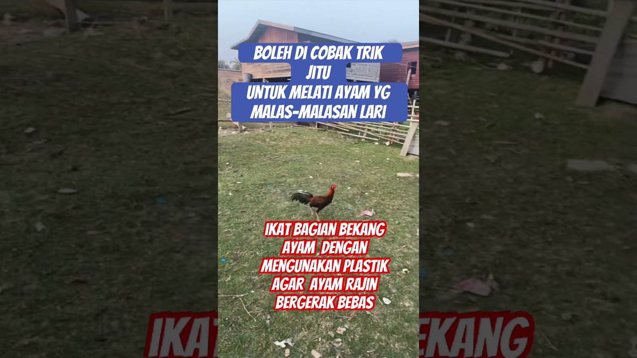 tip cara melati ayam pama kuda lari🏃🏻🏃🏻🏃🏻
