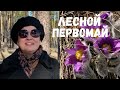 ЛЕСНОЙ ПЕРВОМАЙ! Найдём подснежники в сосновом бору за Волгой!