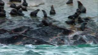 Deadly Waters - South African Sharks