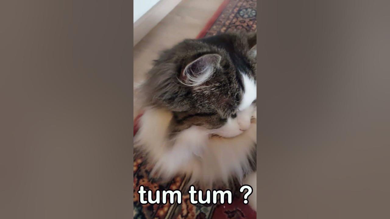 where-can-i-pet-youtube