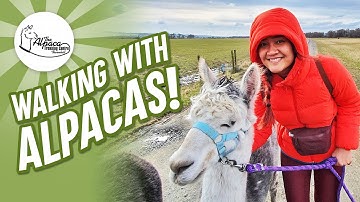 Alpaca Trekking Centre, Stirling 2020 | Explore Bracklin Falls & the Alpaca Trekking Centre
