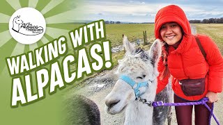 Alpaca Trekking Centre, Stirling 2020 | Explore Bracklin Falls & the Alpaca Trekking Centre