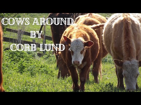 Cows Around by Corb Lund (with scenery)