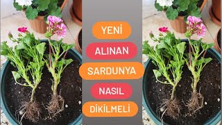 Di̇kkat Sardunya Di̇kerken Bunu Kesi̇nli̇kle Yapin. Aldığım Sardunyaları Dikiyorum