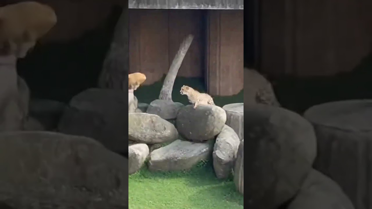 Неожиданное начало дружеской погони