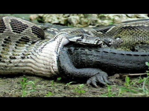 Video: Restene Av En Merkelig Skapning Med En Lang Hale Som En Slange Ble Kastet På Stranden I Wales - - Alternativ Visning