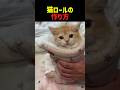 猫ロールの作り方