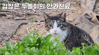 [#810] 겁이 많아 날뛰는 마당고양이의 병원 갔다오기ㅣ고양이 안광
