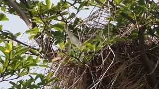 1030709華固綠大地黑領椋鳥4