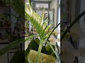 Plantas naturales con alma !#FloristeriaMontmartreFleurs #REGALOS #plantas www.montmartrefleurs.com