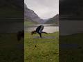 Crow Pose Tutorial 🐦⬛✨ #yogashorts #crowpose #armbalance #yoga