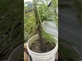 How to grow amla and goosebrry free in pot Terrace garden #naturelovers #mrkawadi #shorts #viral