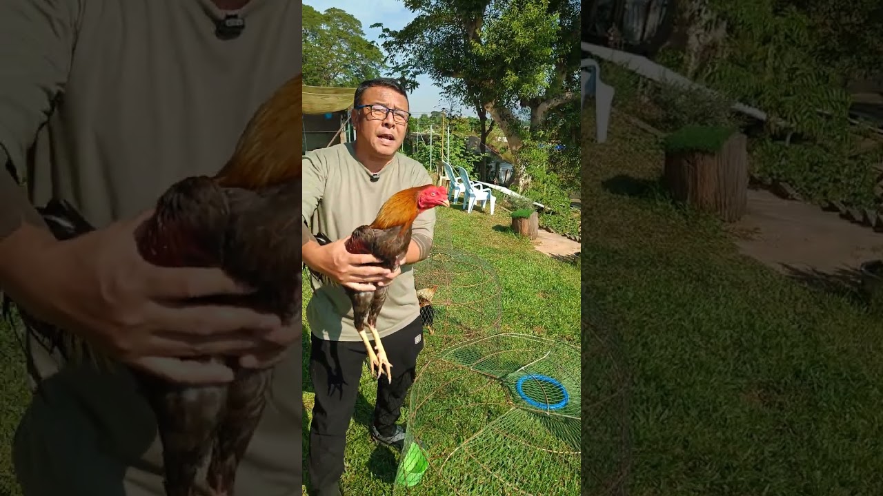 พาชมซุ้มโชคภาคินไก่พม่าเชียงราย