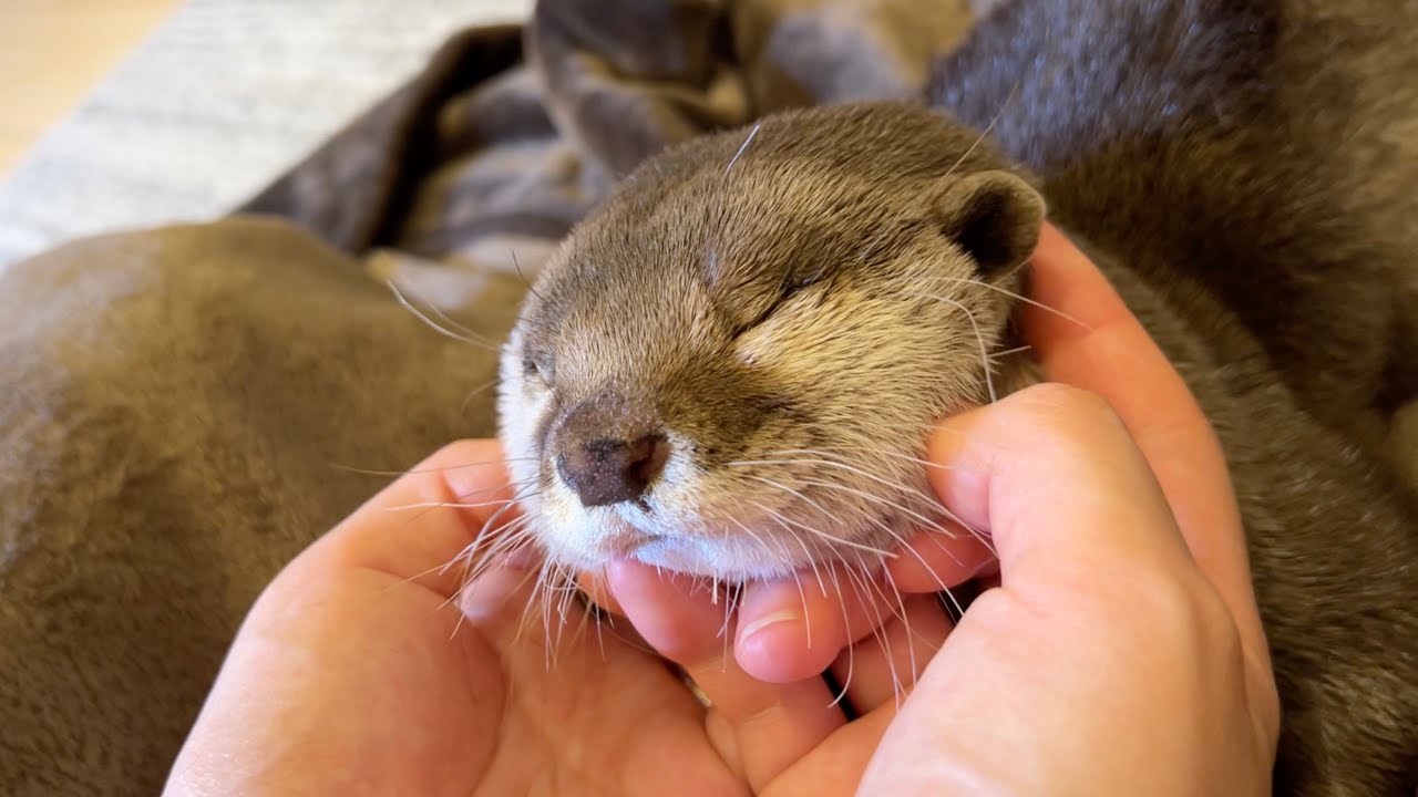 otter became too comfortable and started ignoring its owner