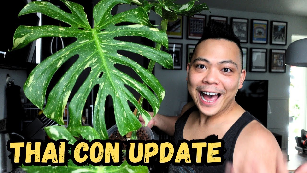 Monstera Thai Constellation 6 Months Later  Soil to LECA & Pon...not that  pretty lol