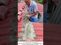 Roof Tiling with Cement – Securing Shelter, One Tile at a Time 🏠🧱