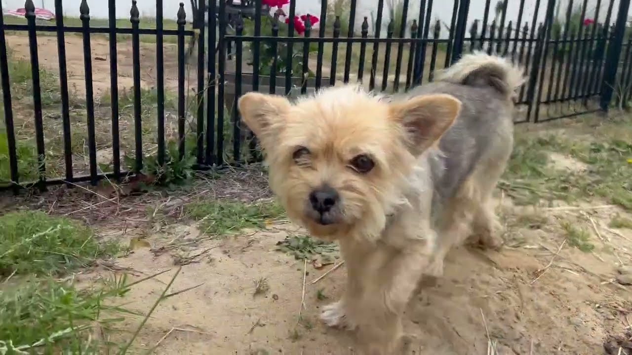 Ultrasonic Bark Collar for Large Medium Small Dogs Review