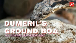 Snakes aren't scary, they're just misunderstood 🥺🐍 #shorts Profile