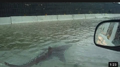 Viral Video Shows Sharks Swimming In Flooded Streets Of Fort Myers Amid Hurricane lan