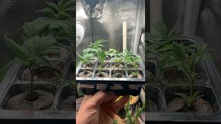 Fresh new clones . #garden #gardening #viral #plants #nature #wow #letsgrow #farming #clones #wow